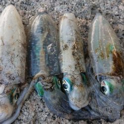 朝マズメエギング