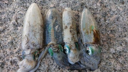 朝マズメエギング