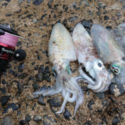 ２日連続朝マズメエギング