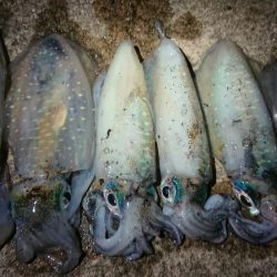 夕マズメエギング