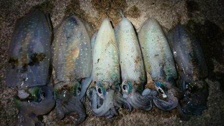 夕マズメエギング