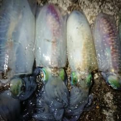 仕事終わりに出撃