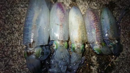 仕事終わりに出撃