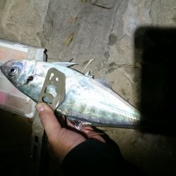 尺~越えてたよアジング