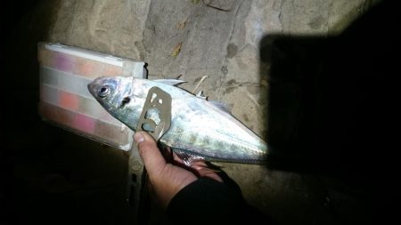 尺~越えてたよアジング