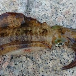 朝マズメエギング