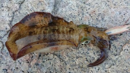 朝マズメエギング