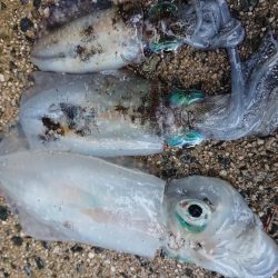 台風前の朝マズメ