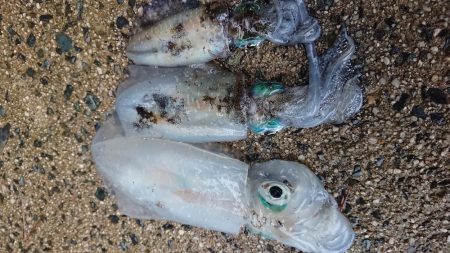 台風前の朝マズメ