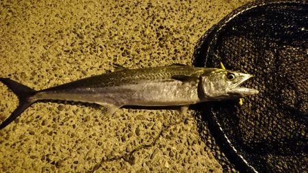 サゴシがミノーで。泳がせには思わぬ獲物が！…