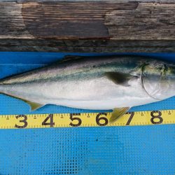 串本カセ釣り（章丸）でブリ！真鯛！