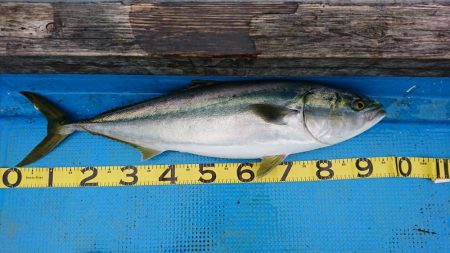 串本カセ釣り（章丸）でブリ！真鯛！