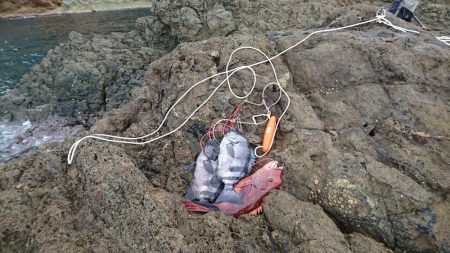 石鯛、カンダイ