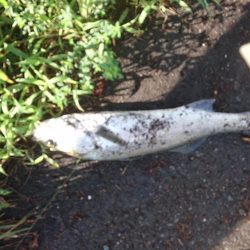 台風後の朝散歩