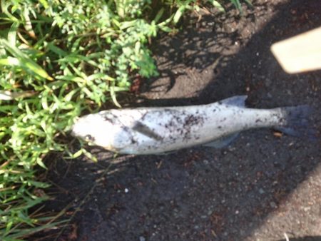 台風後の朝散歩