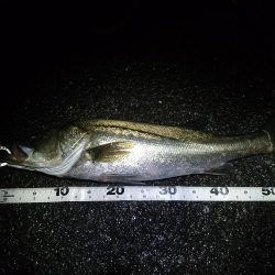 ナイトトップゲーム