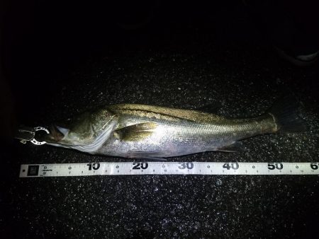 ナイトトップゲーム