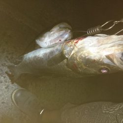 ナイトシーバス