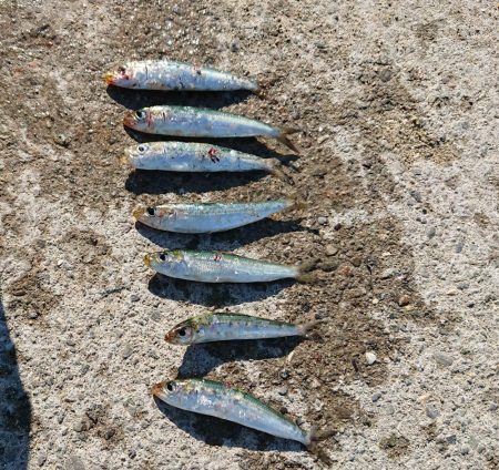 ナブラが目の前をパレード