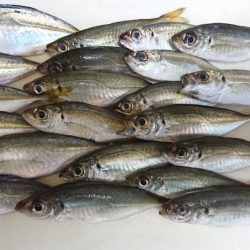 エギングのはずが