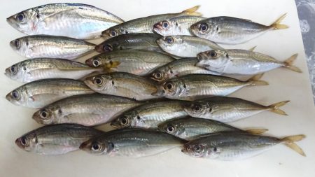 エギングのはずが