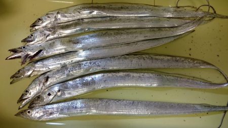 津田でタチウオ