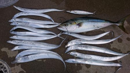 タチウオとメジロ