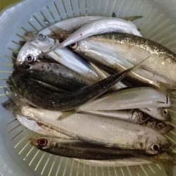 津田でサビキ釣り