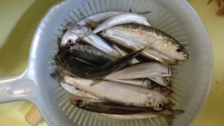 津田でサビキ釣り