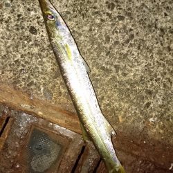 サゴシが釣れない