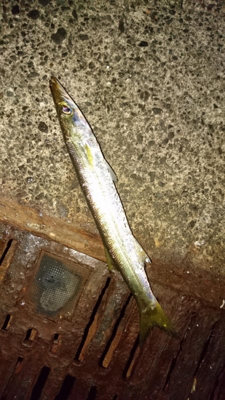 サゴシが釣れない