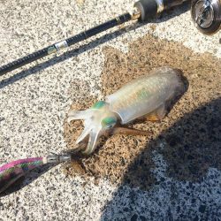 敦賀秋イカ開幕