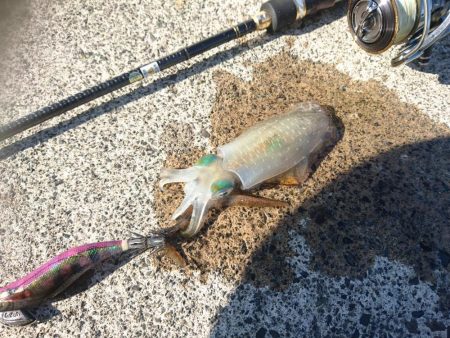 敦賀秋イカ開幕