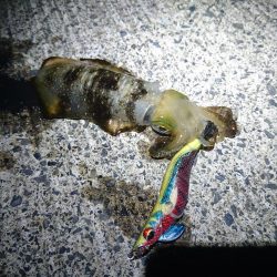 夜の敦賀秋イカ