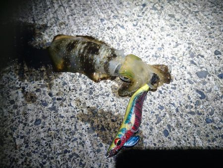 夜の敦賀秋イカ