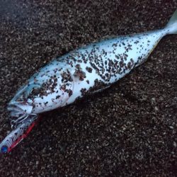 サーフでツバス