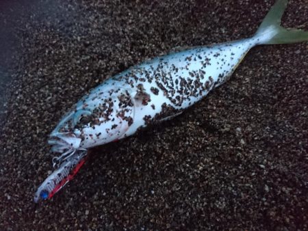 サーフでツバス