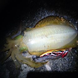 シーバスロッドで…