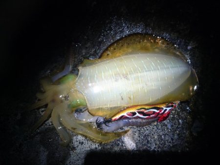 シーバスロッドで…