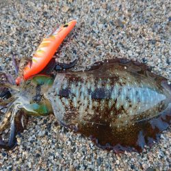 サーフの秋イカの様子