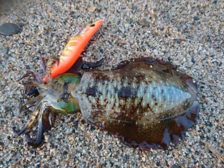 サーフの秋イカの様子