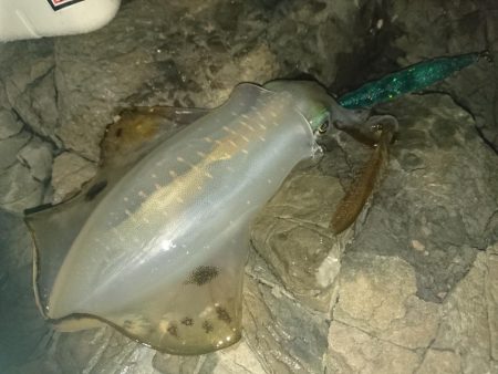 でかくなってる