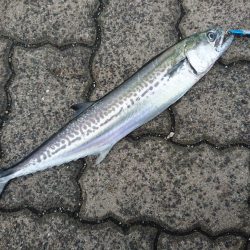 台風前の敦賀サゴシ