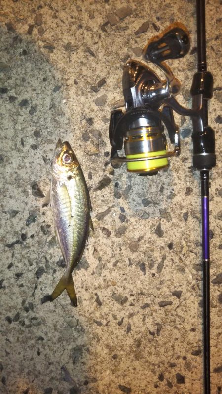 アジング遠征!!3Hショートゲーム