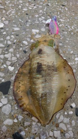 近場で新子調査