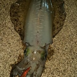 新子時期なのに。