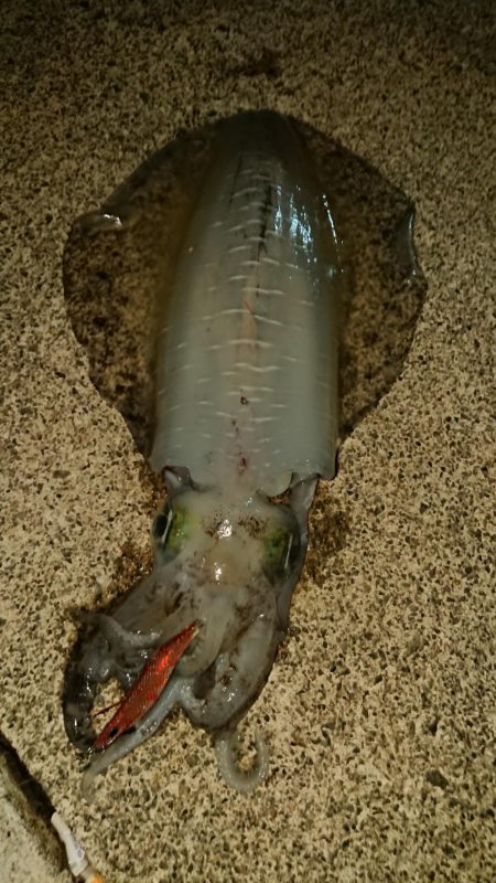 新子時期なのに。