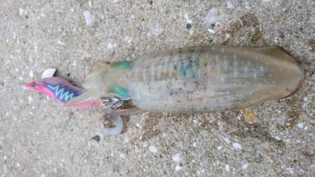 台風前の弾丸釣行