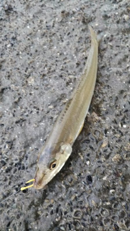 キス5、ハゼ？3