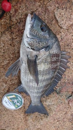 のんびりフカセ